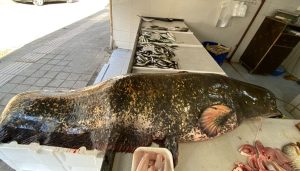 Meriç Nehri'nde 2 metre boyunda dev yayın balığı yakalandı