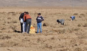 zarar eden çiftçi patatesleri bedava dağıttı