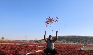 Kahramanmaraş'ta 50 bin ton acı biber hasadı yapıldı