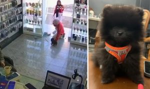 Mersin'de iki kızın sevdiği köpeğe otopsi yapılacak