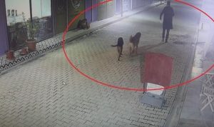 Hatay'da kedileri köpeklere parçalatan şahıs gözaltına alındı