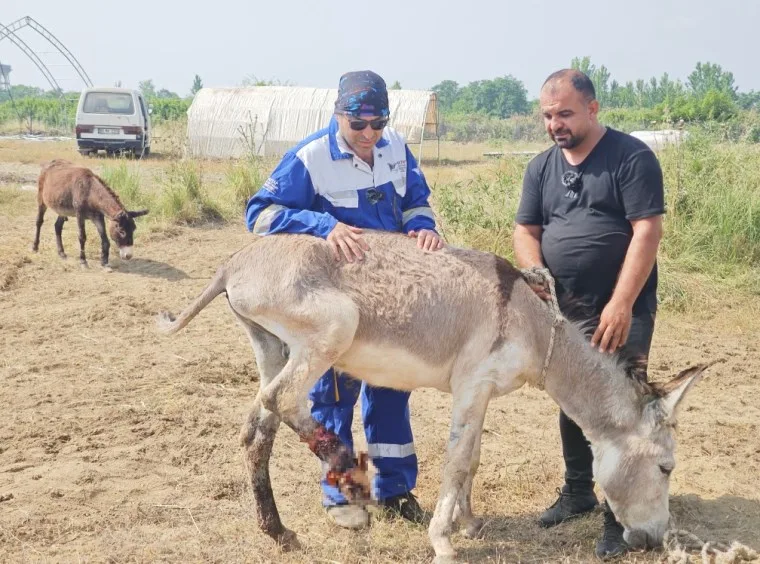 yaralı eşek dost hayvanseverler sayesinde kurtarıldı