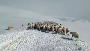 Tipiye yakalanan iki çoban ve 350 koyun donarak öldü