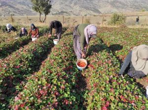 600 ailenin geçim kaynağı olan çilek hasadı başladı