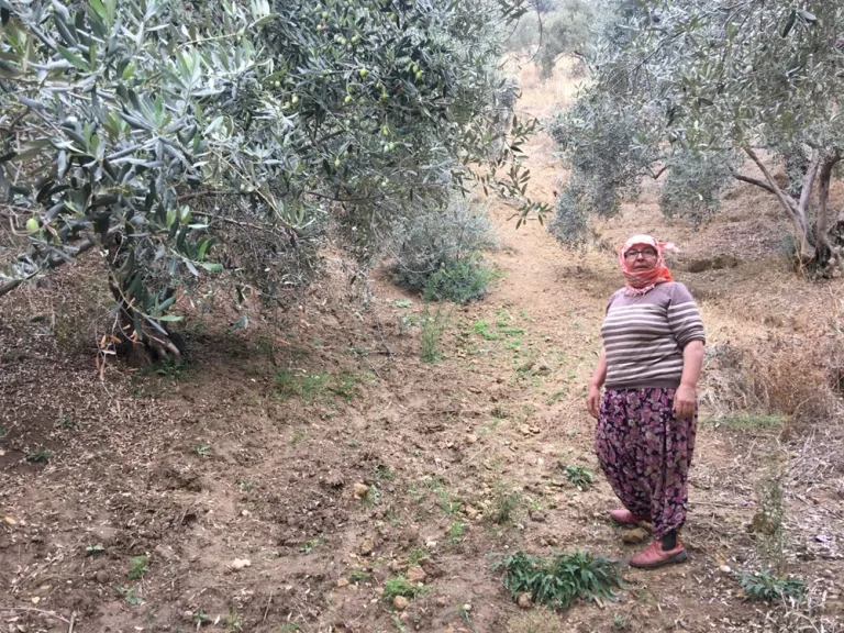 işçi bulamayan zeytin üreticileri 3 bin lira veriyor