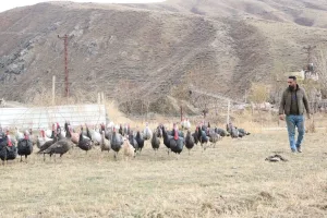 Yılbaşı için hindiler 4 bin liraya satılıyor