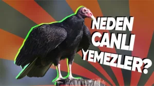 Akbabalar neden canlı av yemiyor?