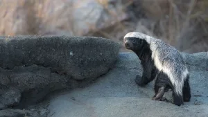 Aslanlar ve kartallar çita yavrularına neden saldırmıyor?