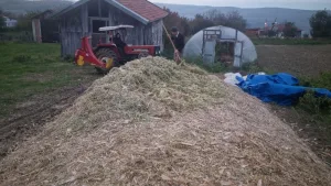 14 dönüm arazi silaj mısır hasadı başladı