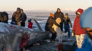 Alaska'da dev balina karaya vurdu, halk fotoğraf çektirdi