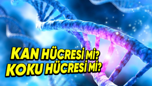 DNA her hücrede nasıl çalıştığını biliyor