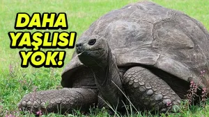 dünyanın en yaşlı hayvanları rekorlar kırıyor