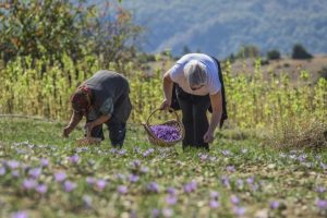 safran hasadı devam ediyor, kilosu 450 lira olacak