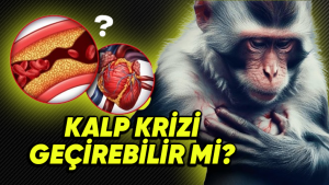 hayvanlar kalp krizi geçirmiyor