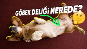 Hayvanlarda göbek deliği var mı?