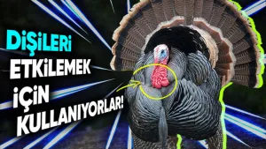 Hindilerin boynundaki kırmızı deri parçası ne anlama geliyor?