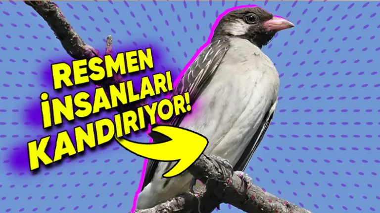 bal kuşları insanlarla iş birliği yaparak avlanıyor