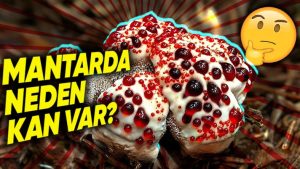 Kanayan diş mantarının sırrı: Üzerindeki kan neden var?