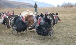 Hakkari'de yılbaşı hindileri 4 bin liraya satılıyor