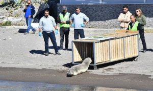 Akdeniz foku Zeytin tedavisinin ardından denize bırakıldı