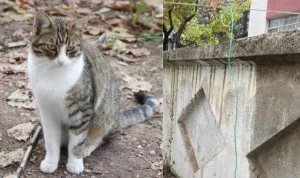 Eskişehir'de kediye işkence yapan kişi aranıyor