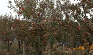 Aydın Dağları'nda elma hasadı rekor seviyeye ulaştı