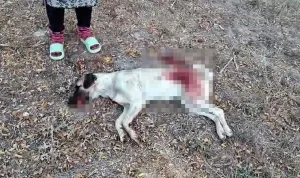 Antalya'da komşunun köpeğini tüfekle öldüren şahıs serbest bırakıldı