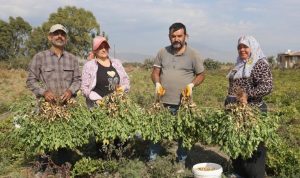 Amik Ovası'nda işçi bulmak zorlaşıyor