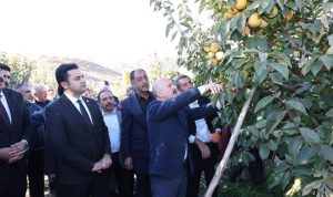 Adıyaman'da Trabzon hurması hasadı başladı