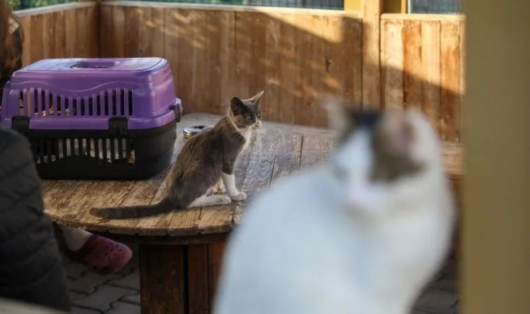 Buca Belediyesi kedi kısırlaştırma seferberliği başlattı