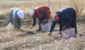 Eskişehir'de safran hasadı başladı, kilosu 500 bin lira