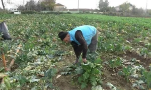 Samsun'da karnabahar ve brokoli hasadı başladı