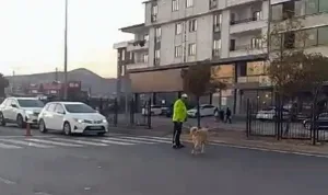 Polis, köpeğin geçişi için trafiği durdurdu