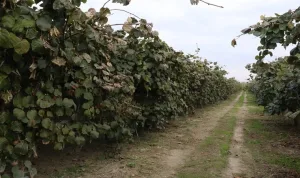 Yalova'da kivi hasadı başladı, çiftçiler sevindi