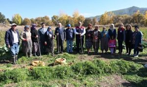 Acıpayam'da havuç hasadı başladı, dekar başına verim 6 ton