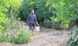 Kozan'da mandalina hasadı başladı ama irilik bekleneni karşılamadı