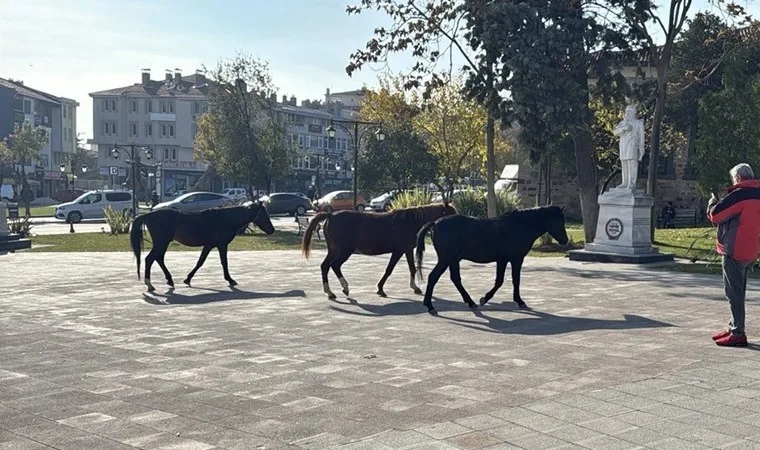 Tekirdağ'da başıboş atlar kent merkezinde dolaşıyor