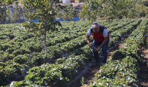 Muğla'da çilek hasadı 12 ay sürüyor, 1628 kişiye istihdam sağlıyor