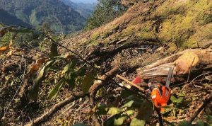 Artvin'de ağaç devrilmesi sonucu bir kişi hayatını kaybetti