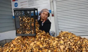 Kastamonu mantarları Avrupa'ya 100 milyon TL'ye ihraç ediliyor