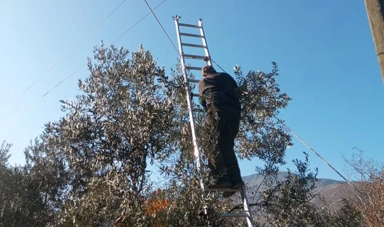 Butko zeytini hasadı Yusufeli'de devam ediyor