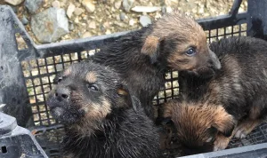 Yavru köpekler su tahliye borusundan kurtarıldı