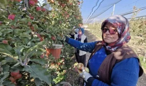 Türkiye'nin elma rekoltesi yüzde 30 düştü