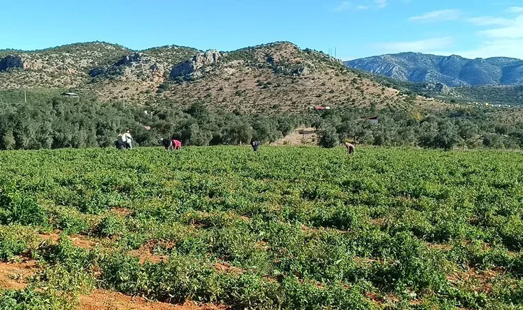 Kozan'da domates hasadı başladı, 40 ton rekolte bekleniyor