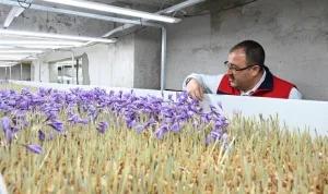 Türkiye'de topraksız dikey tarım ile safran hasadı başladı