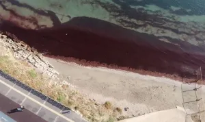 Tekirdağ sahillerinde poyraz sonrası kırmızı yosun alarmı