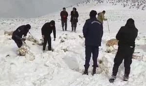 Karaman'da tipi nedeniyle 350 koyun ve 2 eşek donarak öldü