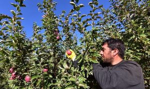 Ahlat'ta elma hasadı 200 ton oldu