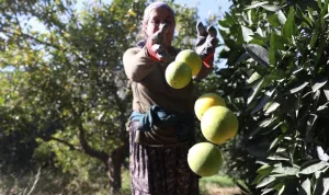 Finike portakalında hasat dönemi erkene alındı