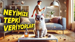 Kedi ve köpekler insan alerjisi geliştirebilir mi?